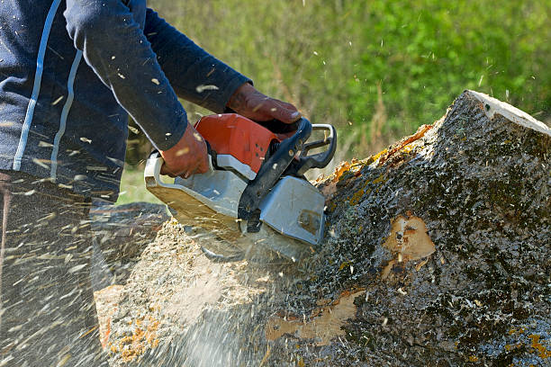 Professional Tree Services in Manchester Center, VT